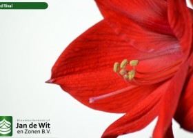 hippeastrum Red Rival (2)
